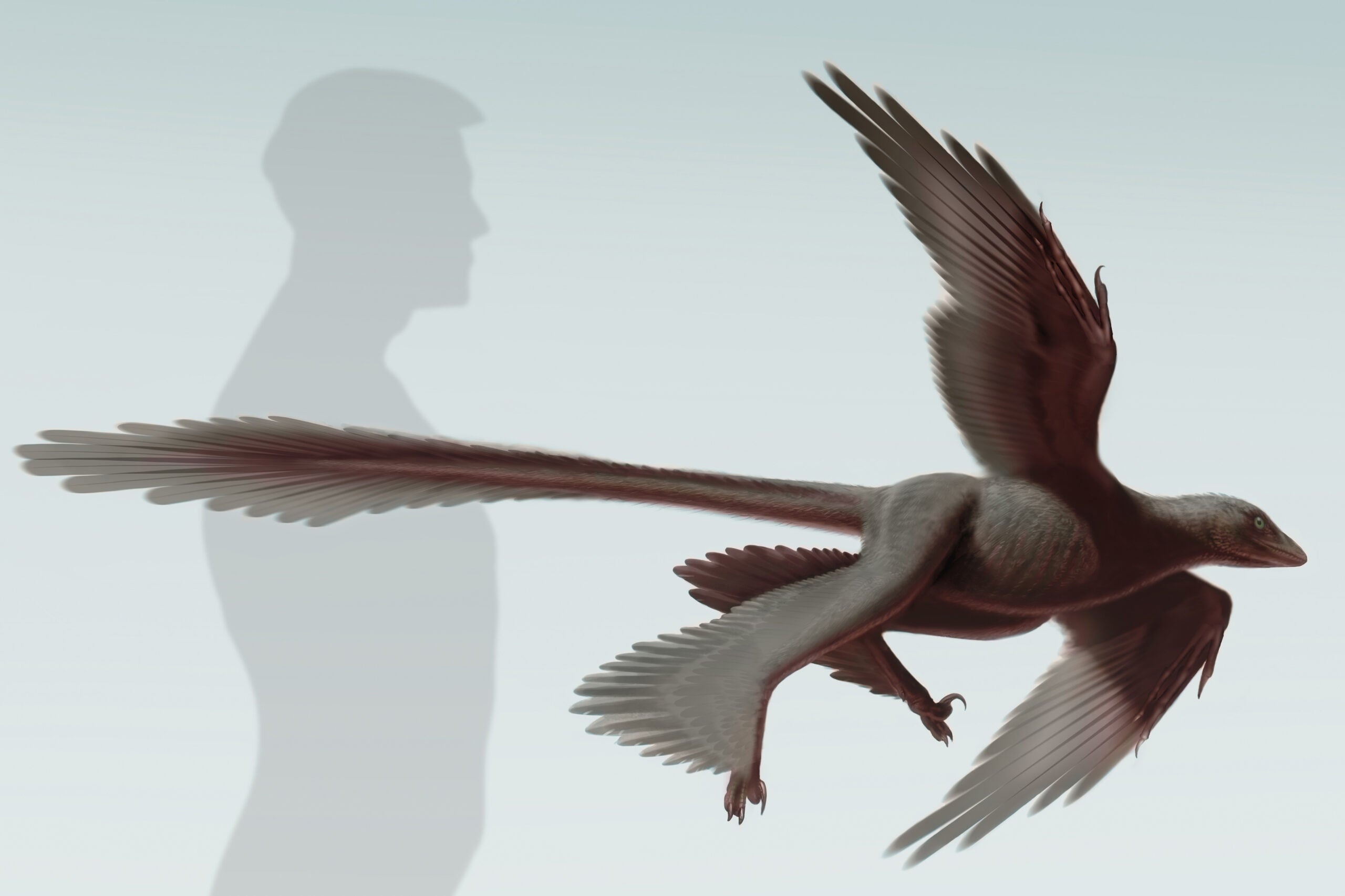 Feathered dinosaur fossils find has Chinese scientists all