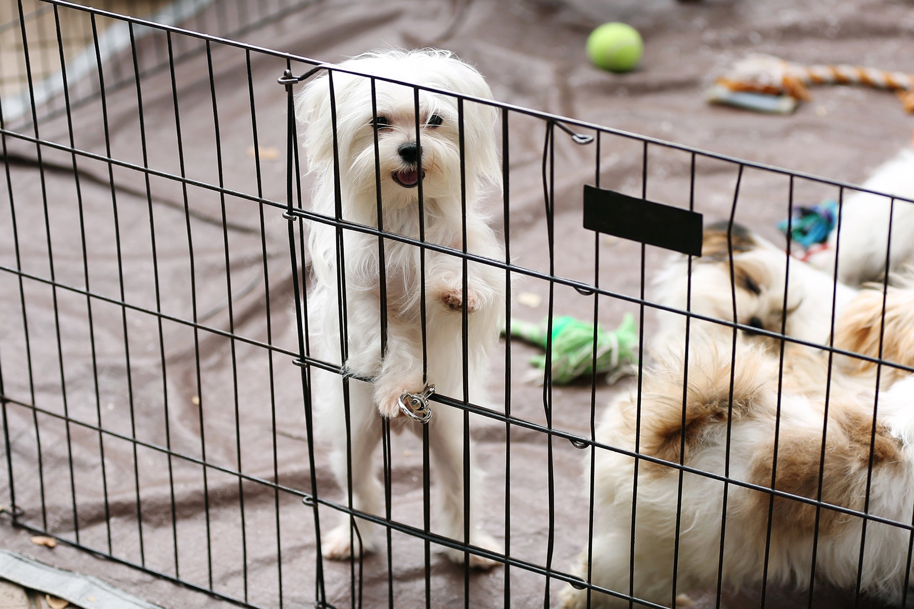 SLWeeklyRatesDogs: Paw-some Dogs at GVSU - Student Life Weekly